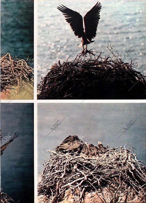 BLANCO Y NEGRO MADRID 10-08-1974 página 21