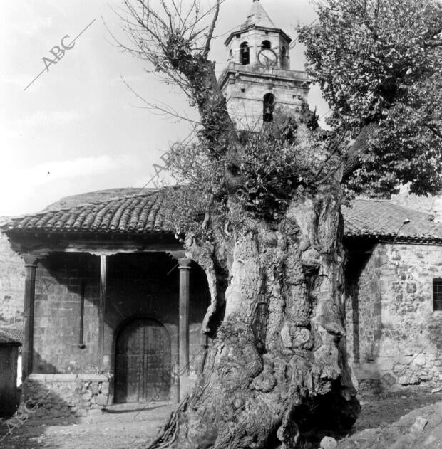 Árbol centenario del pueblo villar del Cobo (Teruel)