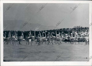 Flamencos en las Marismas de Doñana