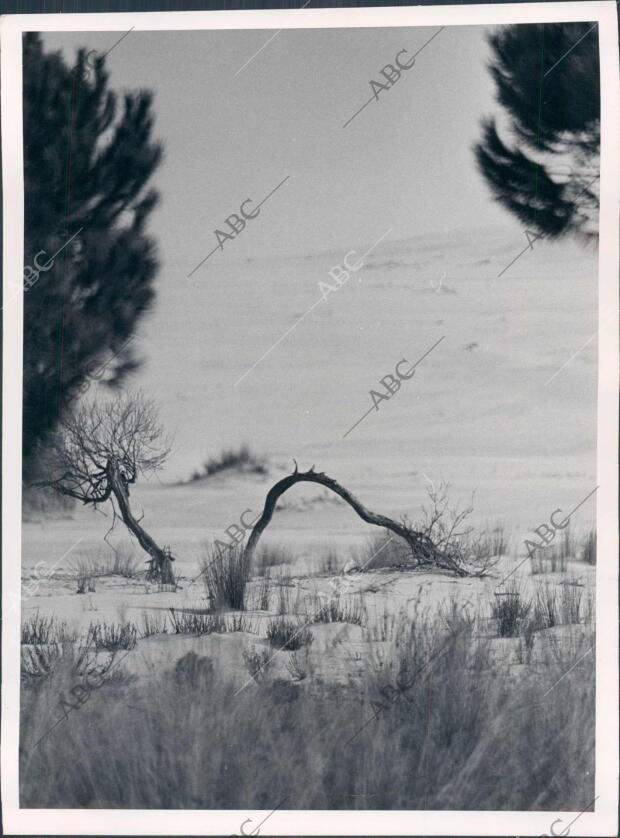 Dunas del coto de Doñana