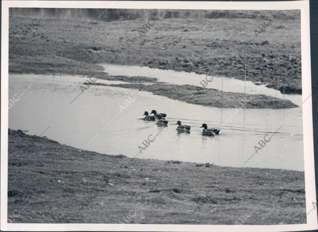Patos en el coto de Doñana