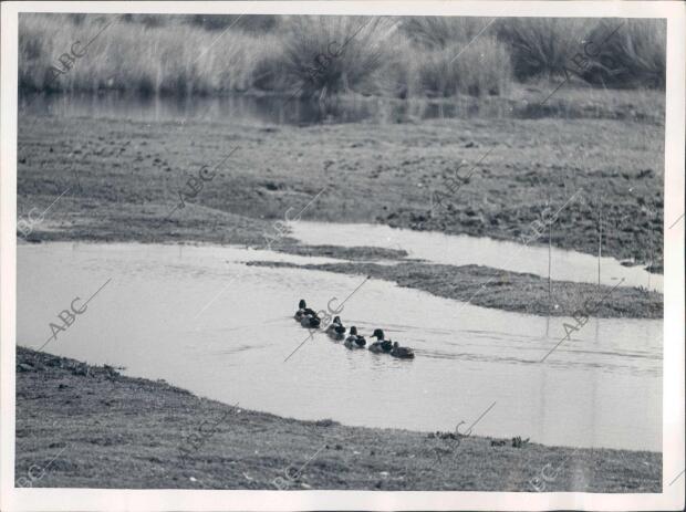 Patos en el parque de Doñana