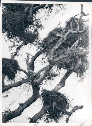 Nidos en las Copas de los Árboles del coto de Doñana