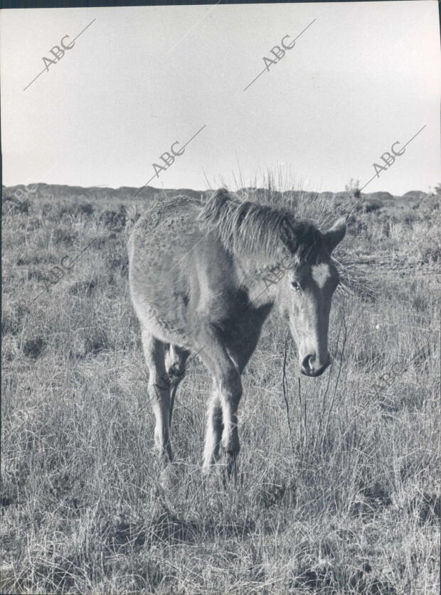 Caballo en el coto de Doñana