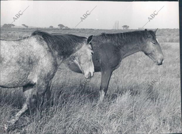Caballos en el coto de Doñana