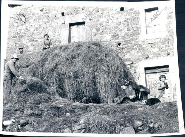 Familia Realizando las Tareas Típicas de una jornada en el campo