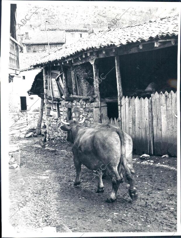 Una de las Vacas Paseando libremente por el interior de la localidad de Anciles...