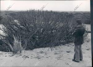 Vista de las Dunas del coto de Doñana