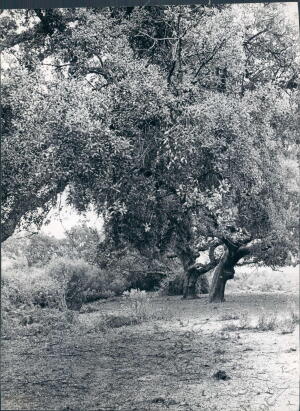 Árboles del coto de Doñana