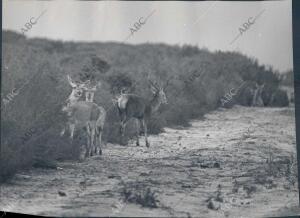 Ciervos en el coto de Doñana