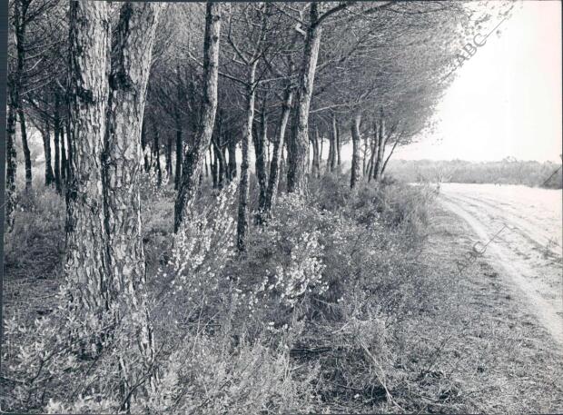 Uno de los Rincones del coto de Doñana