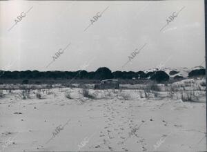 Dunas en el coto de Doñana