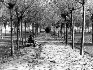 Un paseo madrileño repleto de hojas secas