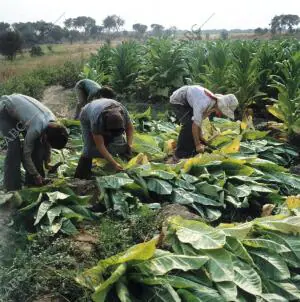 Recogida del tabaco en una plantación