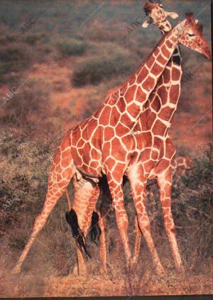 ABC MADRID 23-07-1978 página 117