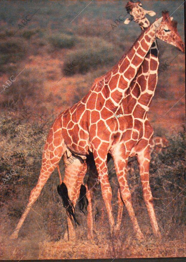 ABC MADRID 23-07-1978 página 117