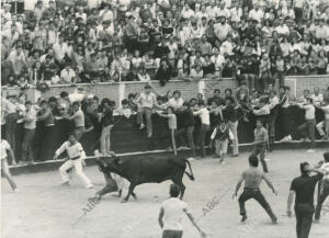 Encierro en San Sebastián de los Reyes, una persona es cogida por el toro en la...