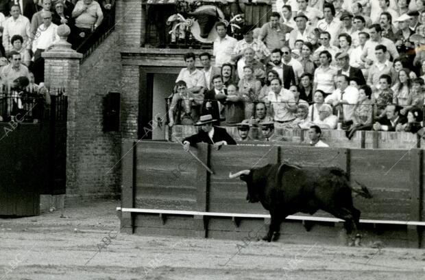 El encargado de los bueyes intenta meter en los corrales al toro de Miura...