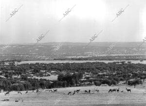 El monte De "el Pardo"