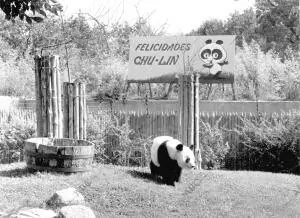 Chu Llin en el zoo de la casa de Campo