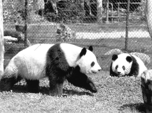 Chu Llin en el zoo de la casa de Campo