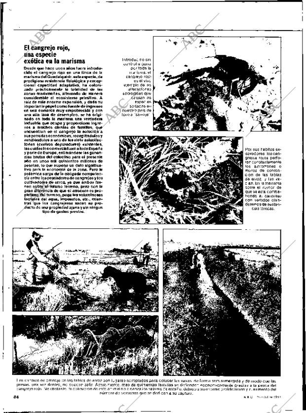 ABC SEVILLA 28-10-1983 página 84