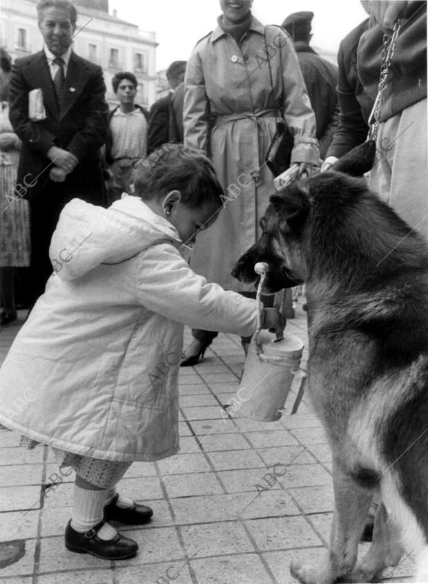 Una niña entrega su donativo en la hucha Sujetada por un perro Amaestrado, en la...