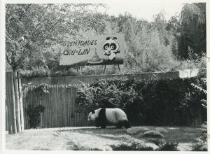 Cuarto cumpleaños del oso panda «Chu-Lin»