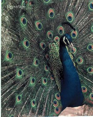 BLANCO Y NEGRO MADRID 18-06-1989 página 74