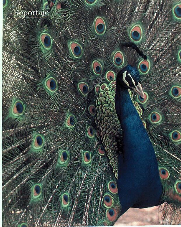 BLANCO Y NEGRO MADRID 18-06-1989 página 74