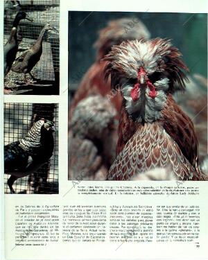 BLANCO Y NEGRO MADRID 18-06-1989 página 77