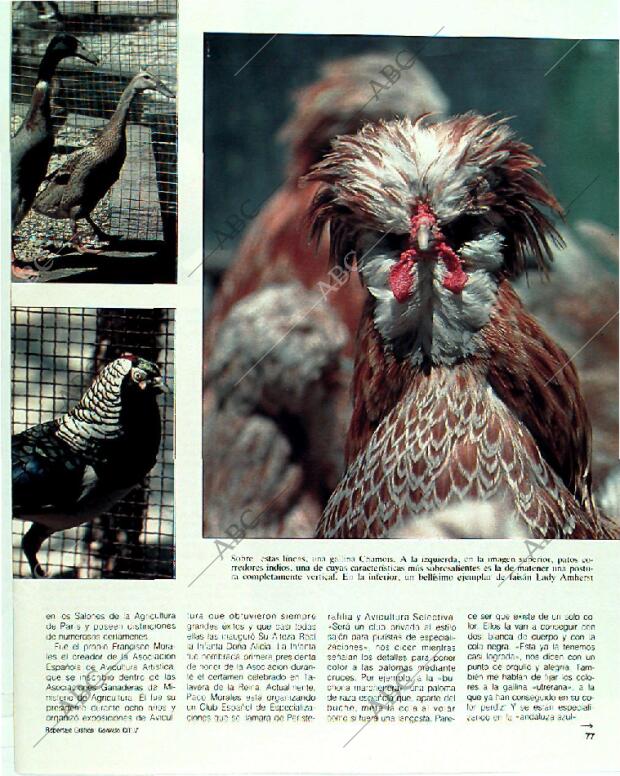 BLANCO Y NEGRO MADRID 18-06-1989 página 77