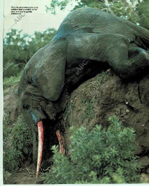 BLANCO Y NEGRO MADRID 05-11-1989 página 75