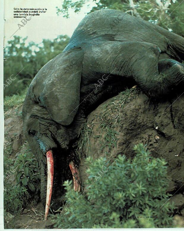 BLANCO Y NEGRO MADRID 05-11-1989 página 75