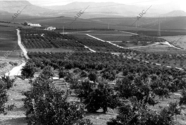 Una de las Fincas del pueblo de Alora (Málaga)