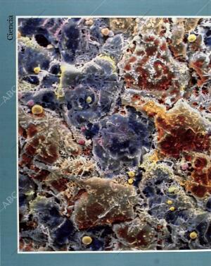 BLANCO Y NEGRO MADRID 31-01-1993 página 42