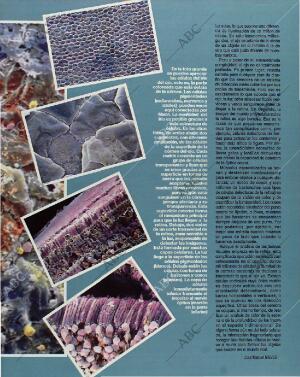 BLANCO Y NEGRO MADRID 31-01-1993 página 43