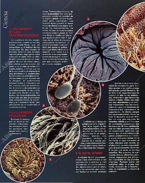 BLANCO Y NEGRO MADRID 14-02-1993 página 42