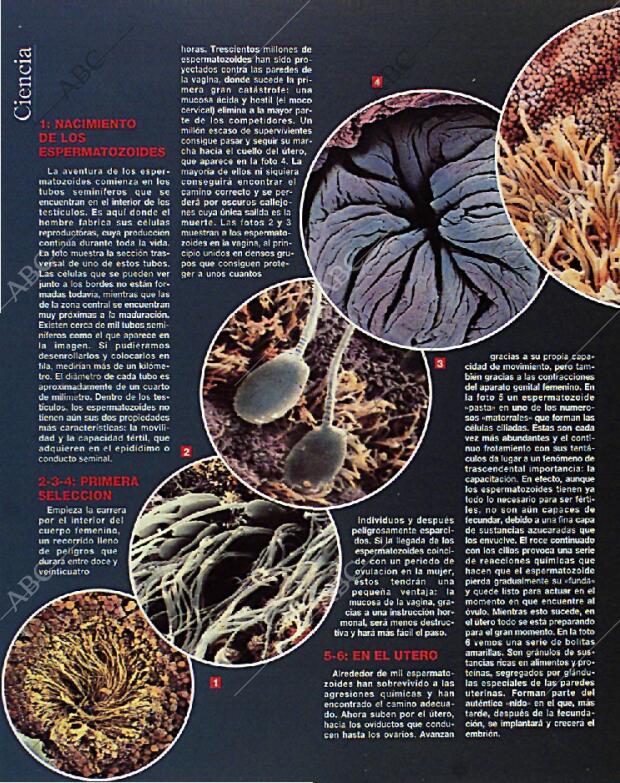 BLANCO Y NEGRO MADRID 14-02-1993 página 42