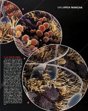 BLANCO Y NEGRO MADRID 14-02-1993 página 43