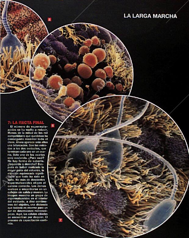 BLANCO Y NEGRO MADRID 14-02-1993 página 43