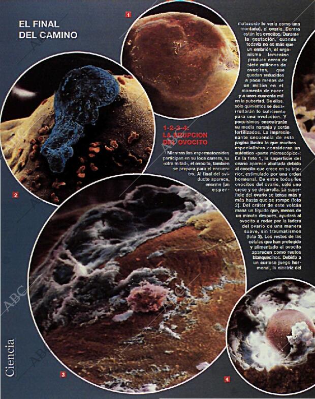 BLANCO Y NEGRO MADRID 14-02-1993 página 44