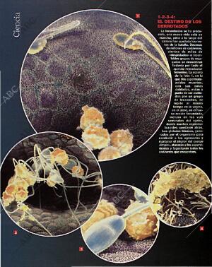 BLANCO Y NEGRO MADRID 14-02-1993 página 46