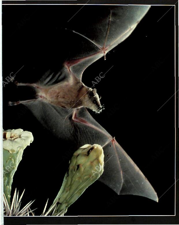 BLANCO Y NEGRO MADRID 06-06-1993 página 71