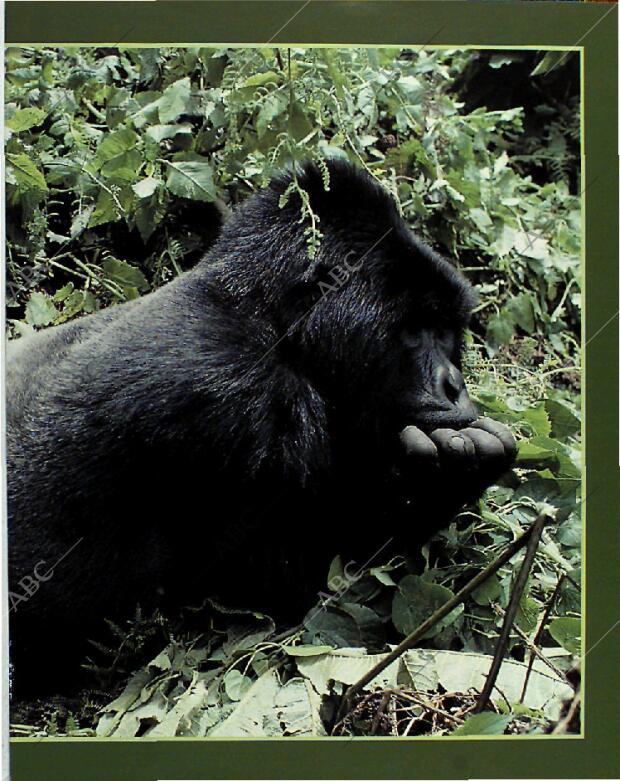 BLANCO Y NEGRO MADRID 13-06-1993 página 53