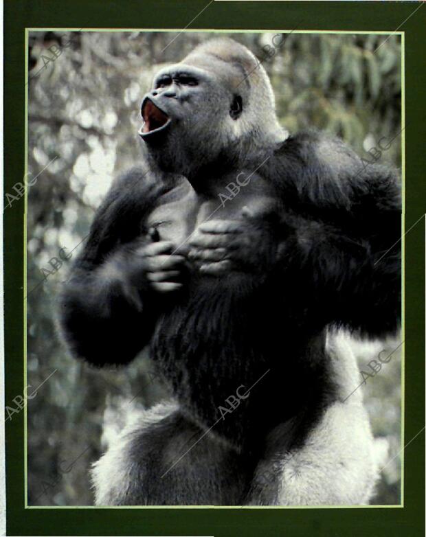 BLANCO Y NEGRO MADRID 13-06-1993 página 55