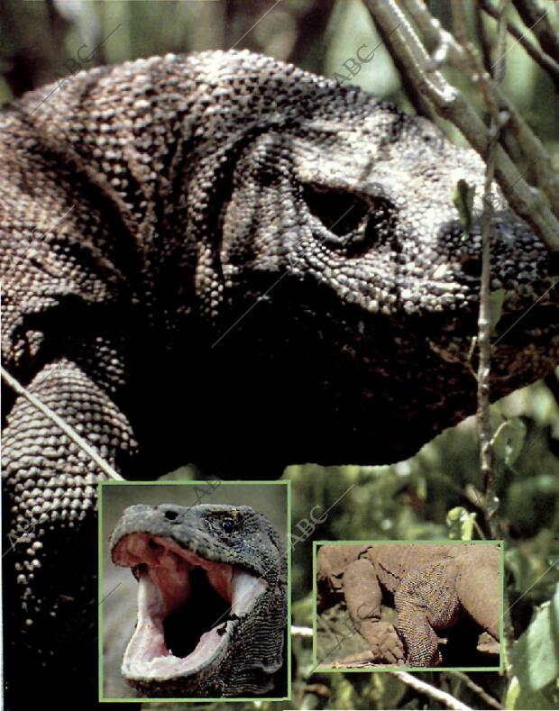 BLANCO Y NEGRO MADRID 08-08-1993 página 61