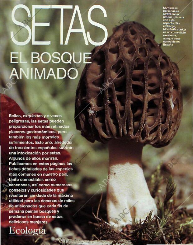 BLANCO Y NEGRO MADRID 24-10-1993 página 63