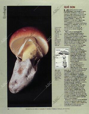 BLANCO Y NEGRO MADRID 24-10-1993 página 64