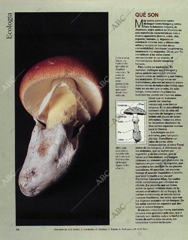 BLANCO Y NEGRO MADRID 24-10-1993 página 64